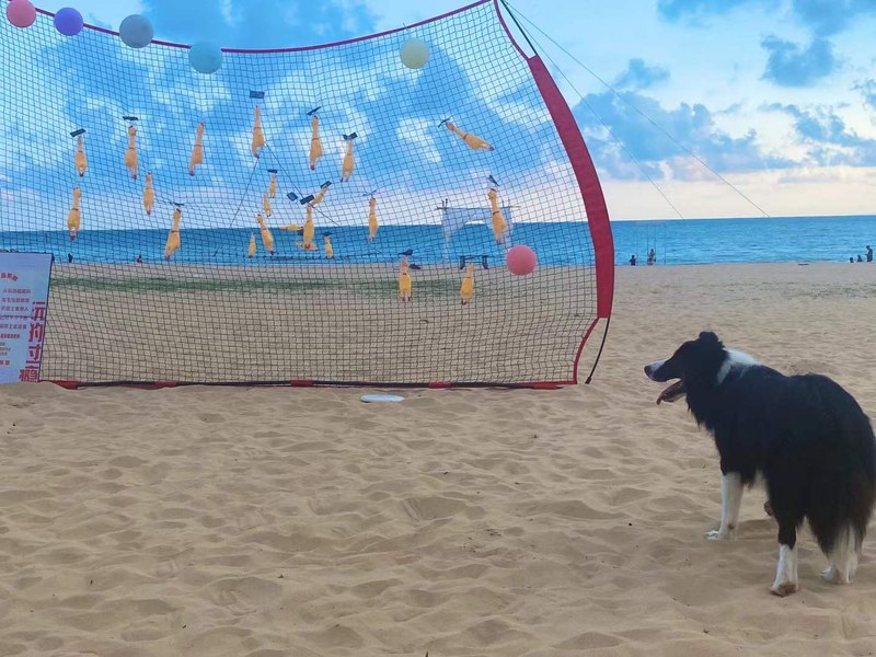 一只牧羊犬在沙滩的排球网旁边,前面有大海