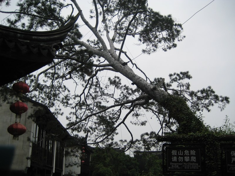 Ancient Pinus bungeana, Tongli.jpg