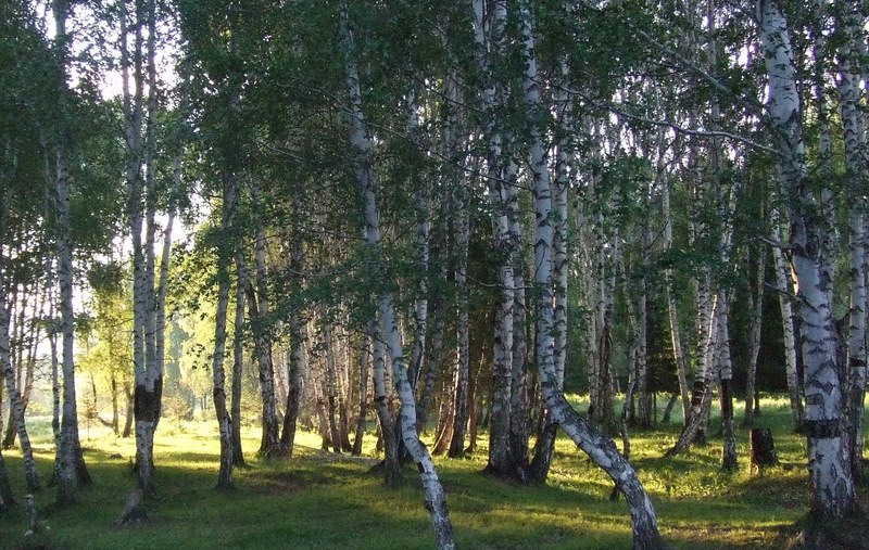 新疆-禾木-白桦林 - panoramio.jpg