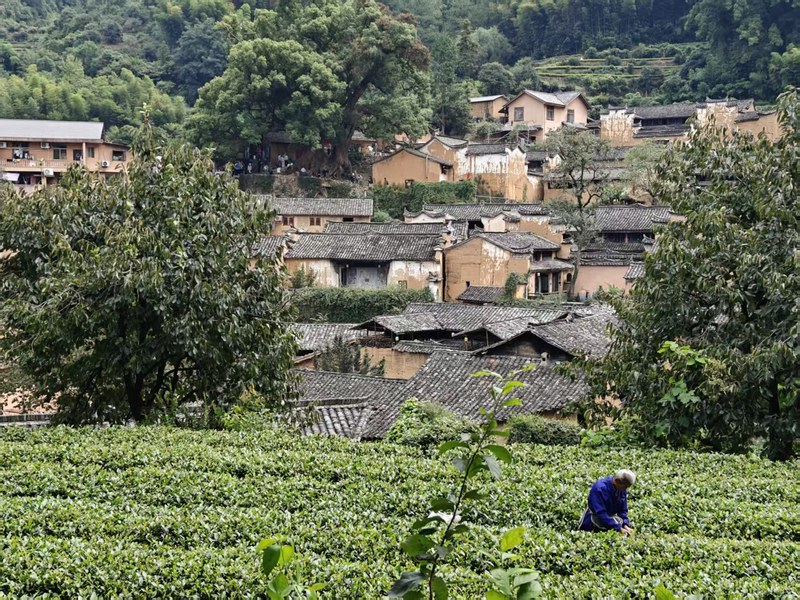 Yangjiatang Village, Songyang County-2024-002.jpg