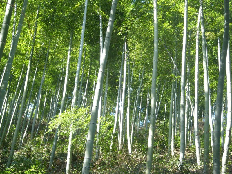 Anji bamboo forest 152