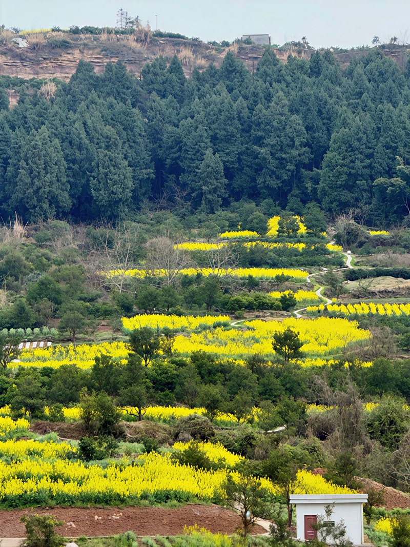 Hills & Farmland