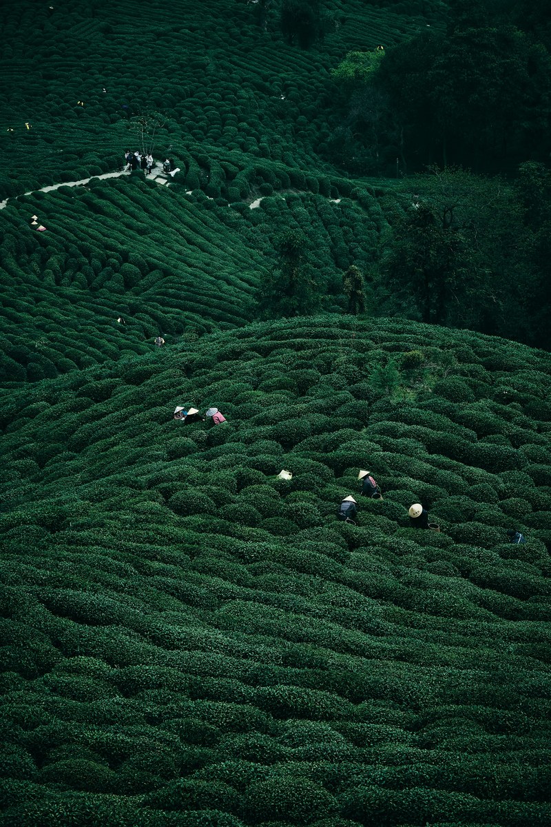 tea